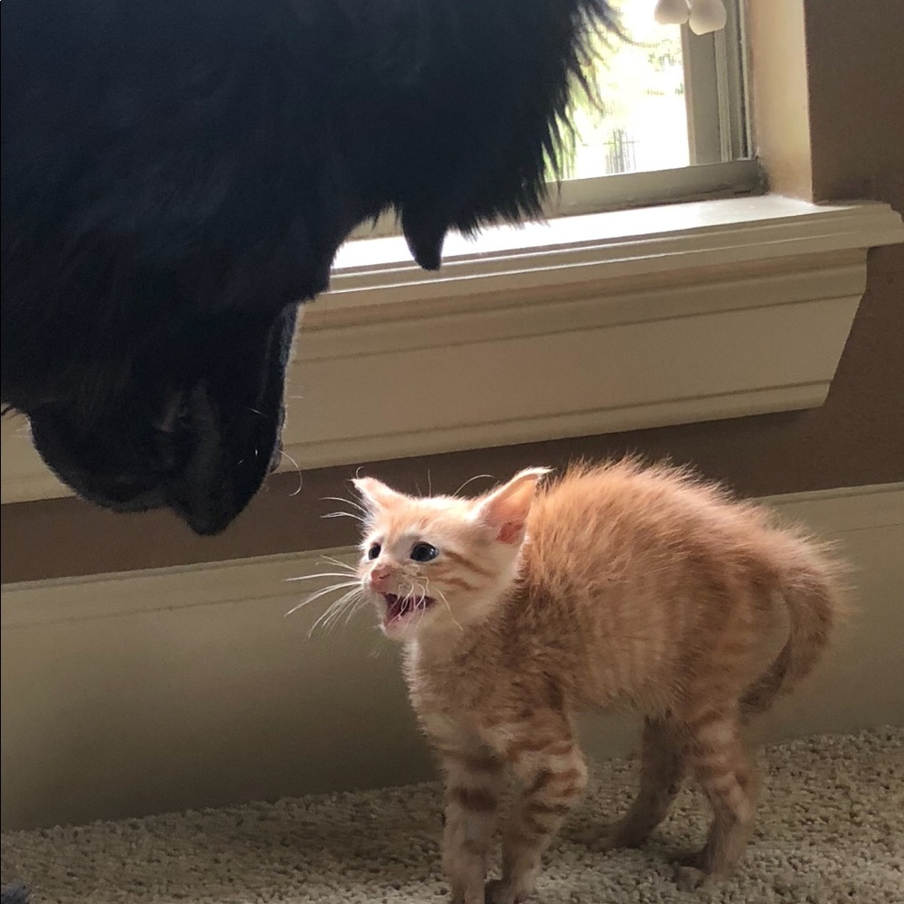 Meet your Posher, Rachel